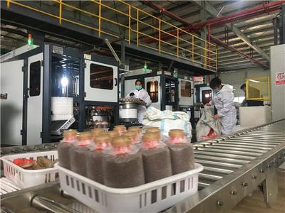 不負春光抓防疫保生產，關嶺食用菌產業馬力全開